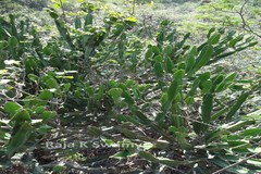 Euphorbia vajravelui